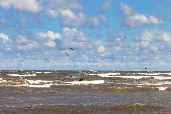 Aves Selvagens Mar Báltico Tempestuoso — Fotografia de Stock