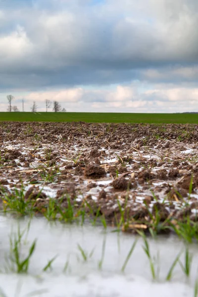 Peu Neige Sur Les Champs Agricoles Début Hiver — Photo