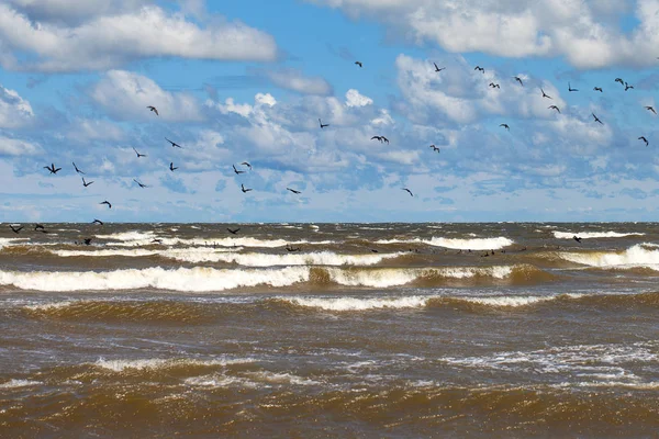 暴风雨中的波罗的海野生鸟类 — 图库照片