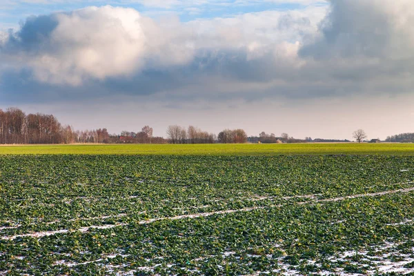 Peu Neige Sur Les Champs Agricoles Début Hiver — Photo