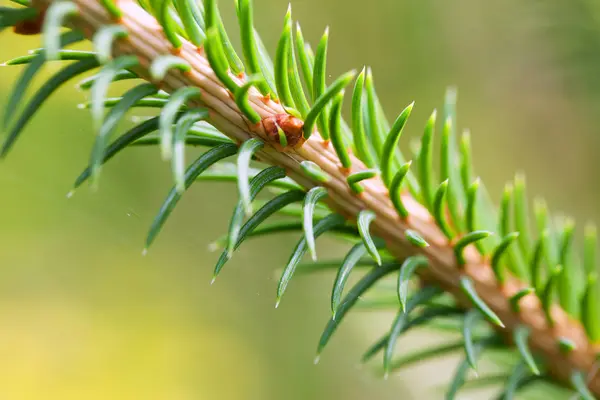 Nieuwe Verse Groene Sparren Twig — Stockfoto