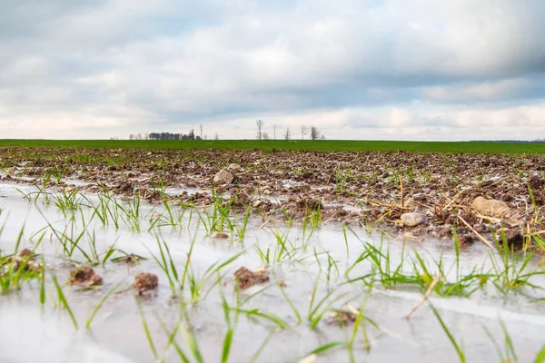 Piccola Neve Sul Campo Agricolo All Inizio Dell Inverno — Foto Stock