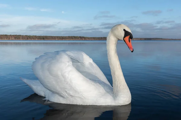 Cisne Branco Nadando Água Gelada Lago — Fotografia de Stock