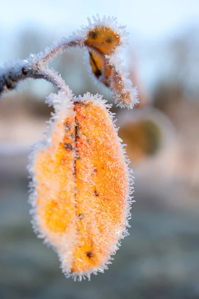 秋の黄金葉に霜をクローズ アップ — ストック写真