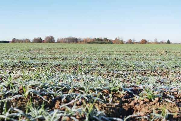 Пшеничное Поле Зелеными Растениями Покрытыми Морозом — стоковое фото