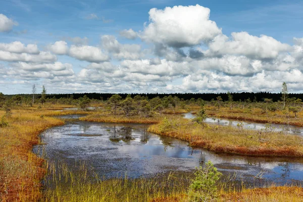 拉脱维亚 Kemeri 国家公园沼泽景观 — 图库照片