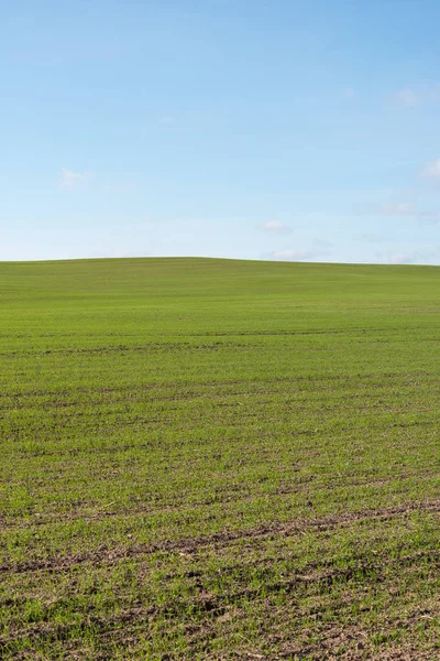 Saftig Grünes Feld Und Blauer Himmel — Stockfoto