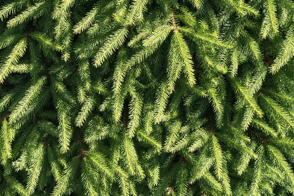 Yeşil Çam Çırpı Gür Atış Yakın — Stok fotoğraf