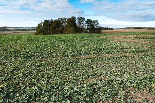 Germinação Novas Plantas Canola Campo Agrícola — Fotografia de Stock