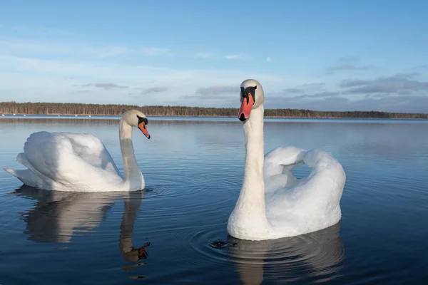 Twee Witte Zwanen Zwemmen Water Van Lake — Stockfoto