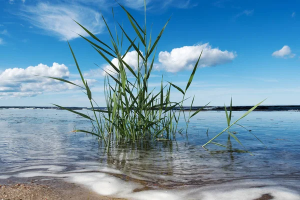 Reed Baltic Sea Coast — Stock Photo, Image