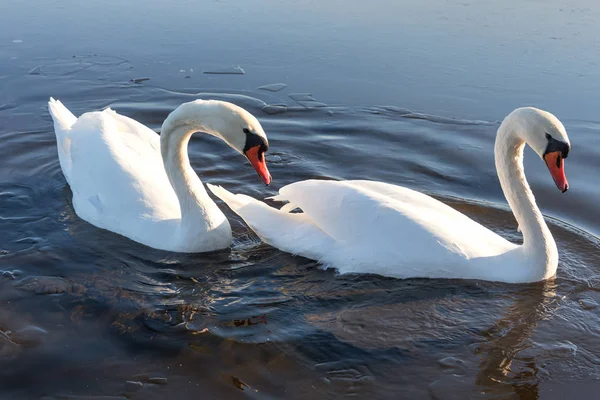 Deux Cygnes Blancs Nageant Dans Eau Lac — Photo