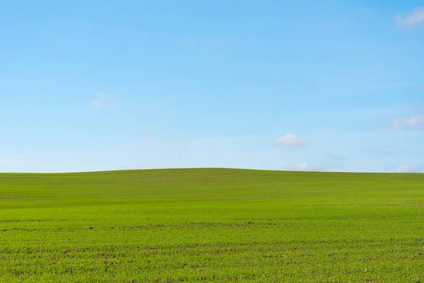 Lush Green Field Blue Sky — Stock Photo, Image