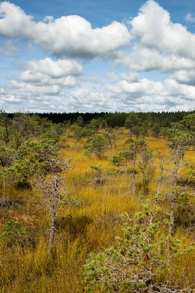 Paesaggio Paludoso Nel Parco Nazionale Kemeri Lettonia — Foto Stock