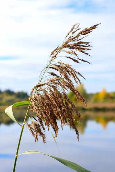 Close Shot Reed Plant Lake — Stock Photo, Image