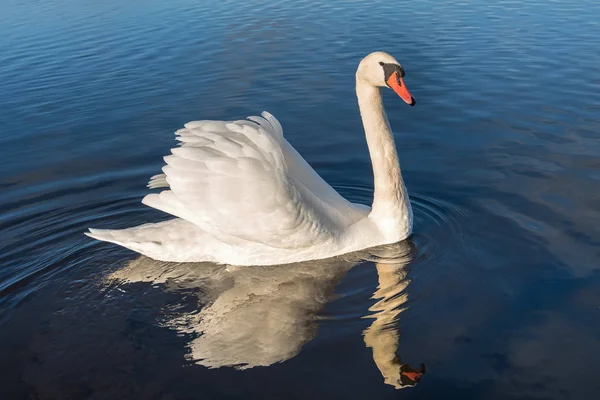 Witte Zwaan Zwemmen Ijzige Meerwater — Stockfoto