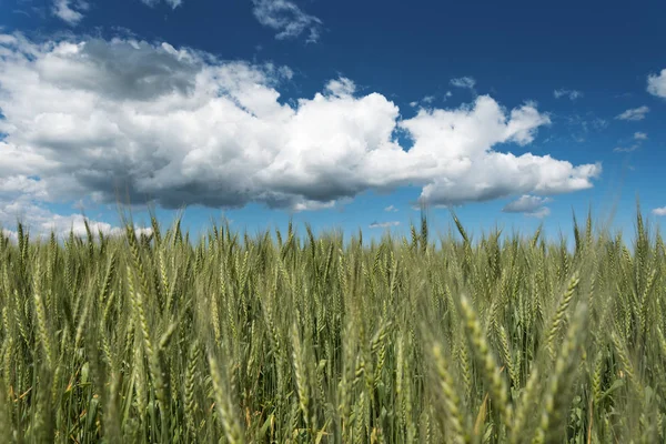 Green Wheat Field White Clouds — Stock Photo, Image
