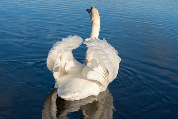 Cisne Blanco Nadando Agua Helada Del Lago —  Fotos de Stock