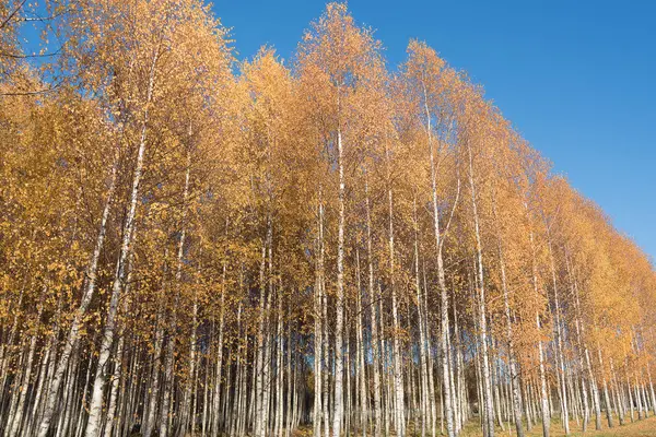 Autumn Birch Trees Golden Leaves — Stock Photo, Image