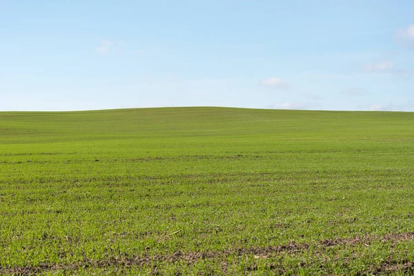 Saftig Grünes Feld Und Blauer Himmel — Stockfoto