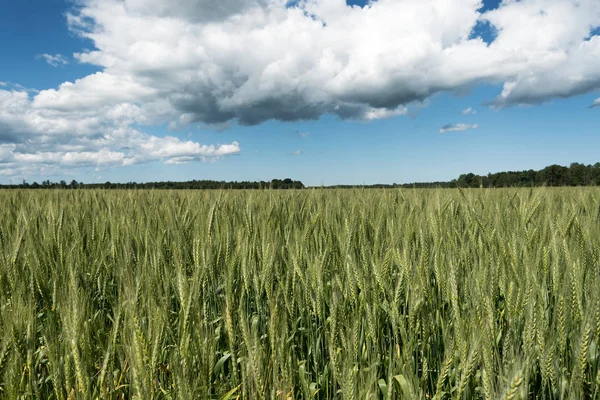 緑の麦畑と白い雲 — ストック写真