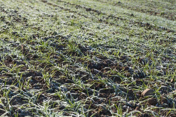 Tarweveld Met Groene Planten Bedekt Met Vorst — Stockfoto