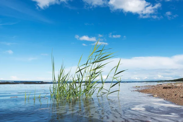 Reed Wybrzeżu Morza Bałtyckiego — Zdjęcie stockowe