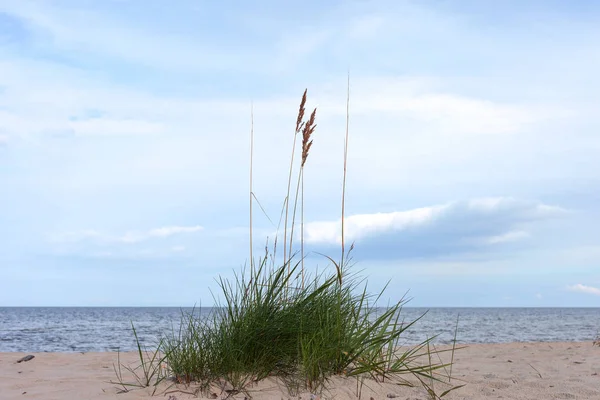 Grama Crescendo Praia Areia Com Céu Nublado — Fotografia de Stock