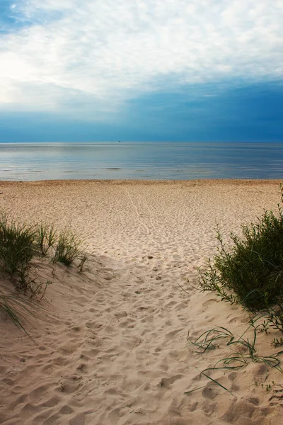 Groen Gras Baltische Zee Strand — Stockfoto