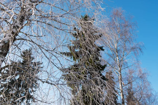 Árboles Invierno —  Fotos de Stock