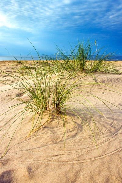 Grönt Gräs Östersjöns Strand — Stockfoto