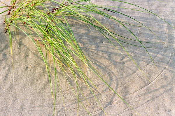 バルト海のビーチで草を緑 — ストック写真