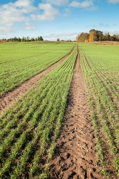 New Wheat Field Autumn Time — Stock Photo, Image