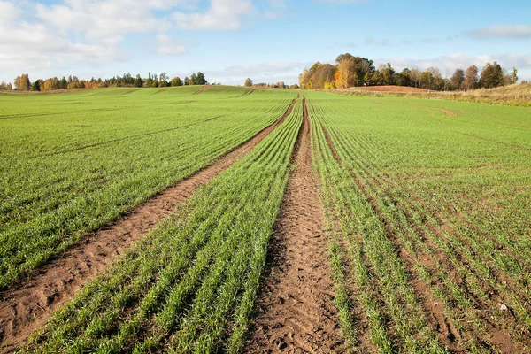 秋の時間の新しい麦畑 — ストック写真