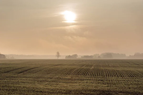 Mlhavé Mokré Ráno Krajině — Stock fotografie