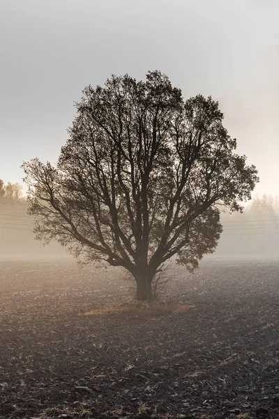 Matin Brumeux Humide Campagne — Photo