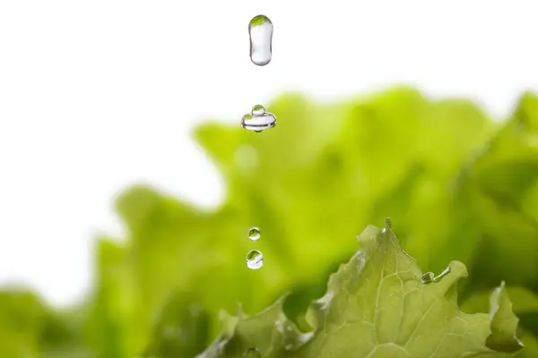 Hlávkový Salát Driiping Kapky Vody — Stock fotografie