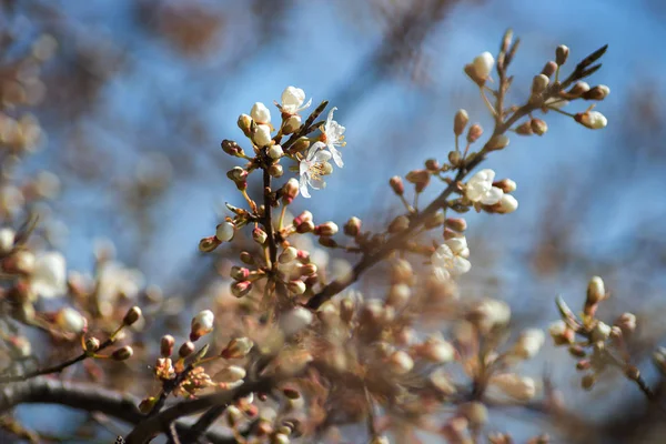 Vecklar Knoppar Våren — Stockfoto