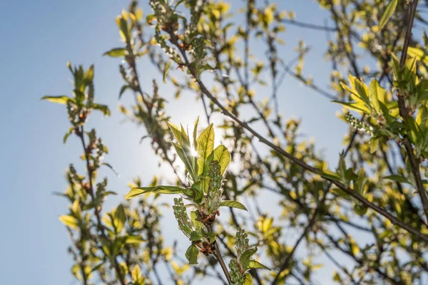 Unfolding Buds Spring Time — Stock Photo, Image