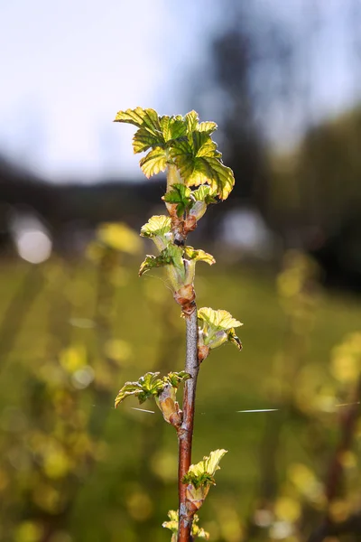 Unfolding Buds Spring Time — Stock Photo, Image