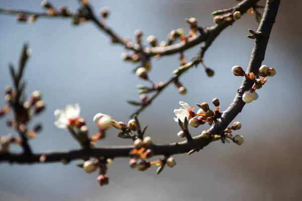 Unfolding Buds Spring Time — Stock Photo, Image