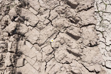 Dry and cracked clay soil. clipart