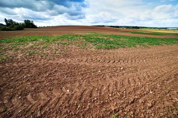 Ontkieming Van Canola Herfst Tijdig — Stockfoto