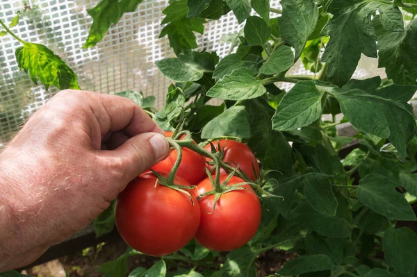 Tomater Hobby Växthus — Stockfoto