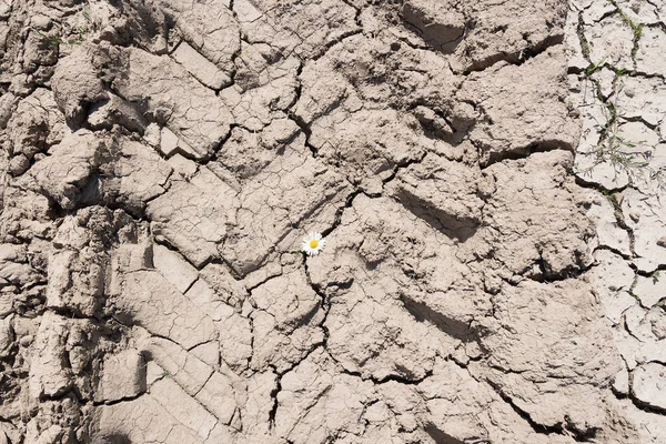 Dry Cracked Clay Soil — Stock Photo, Image