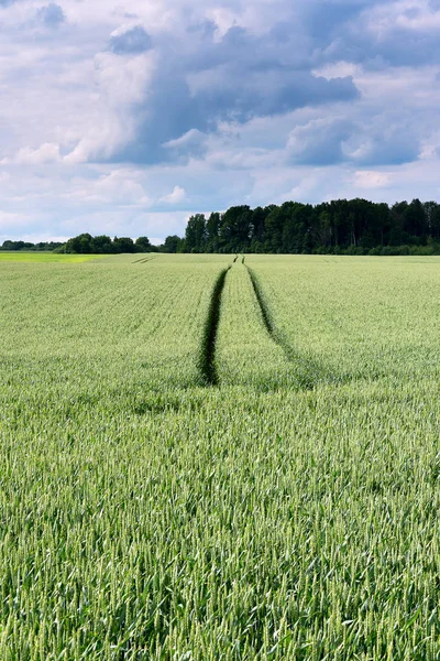 Spår Vete Fält — Stockfoto