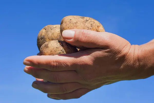Сира Картопля Руках Тлі Блакитного Неба — стокове фото