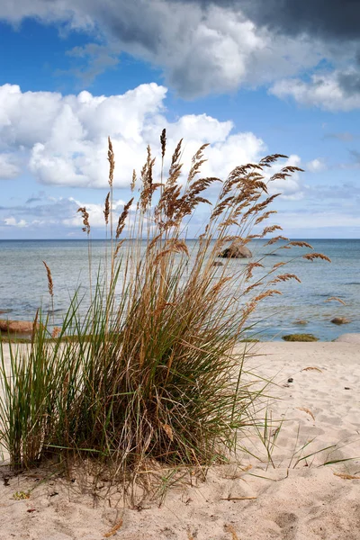 波罗的海海滩上的草 拉脱维亚 — 图库照片