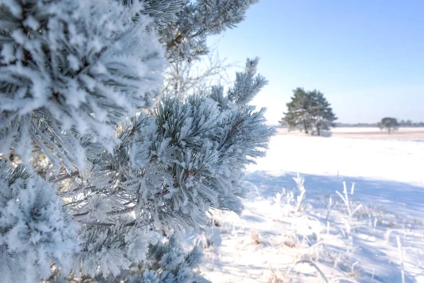 Hoarfrost Pinheiro Manhã Fria Inverno — Fotografia de Stock