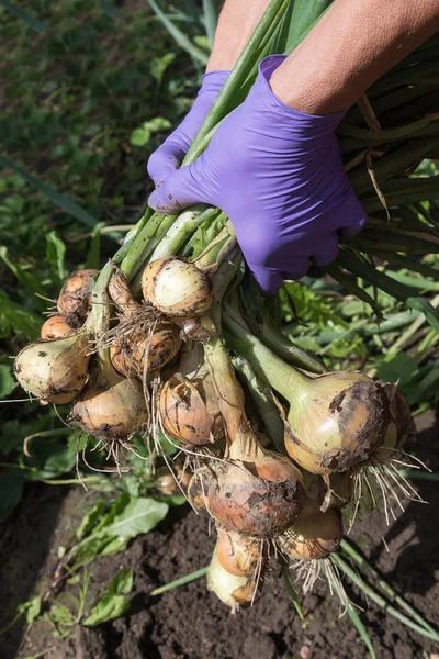 趣味の庭で玉ねぎの収穫 — ストック写真